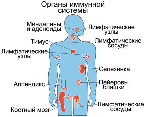 Аутоиммунные заболевания и повышенный уровень igg