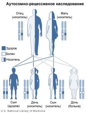 Аутосомно рецессивный признак: определение и примеры