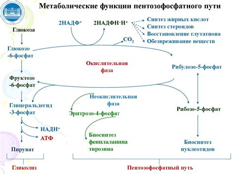 Аэробный и анаэробный метаболизм