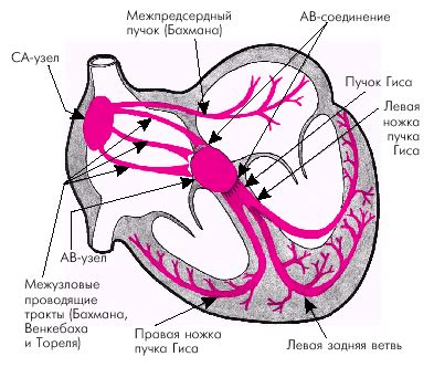 Базальные отделы сердца - важные составляющие органа