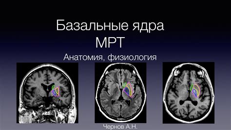 Базальные ядра: обзор