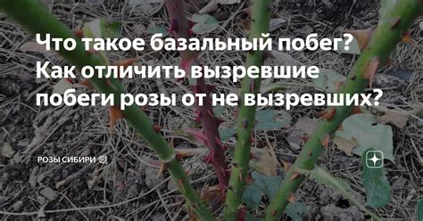 Базальный побег роз: понятие и основные характеристики