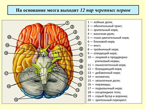 Базовая анатомия: основание мозга