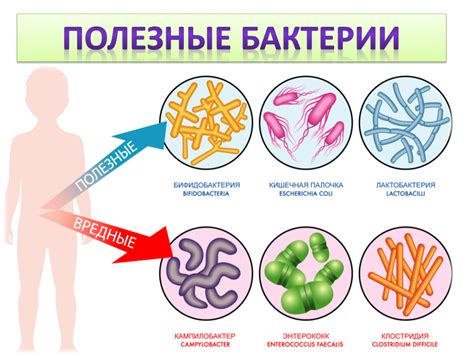 Бактерии – главные враги нашего здоровья