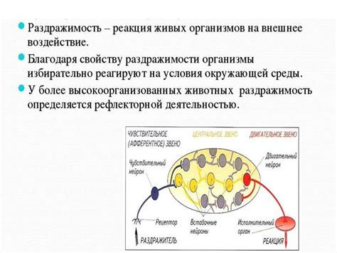 Бараны и их реакция на раздражители