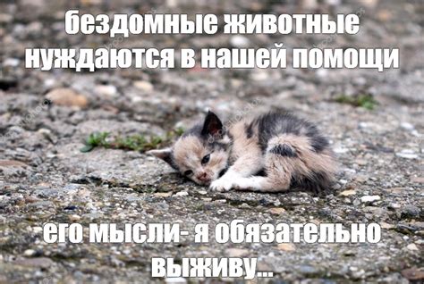 Безопасность котят на улице