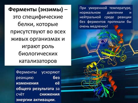 Белки активаторы свертывания: основные задачи и роль в организме