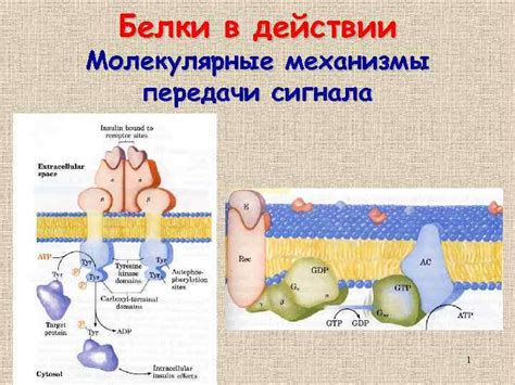 Белки и молекулярные механизмы