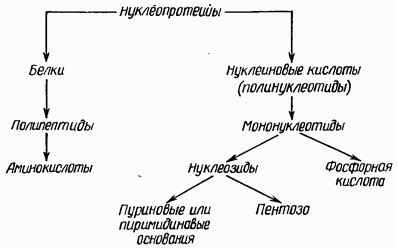 Белковый компонент