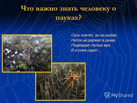 Бесконечная сеть: сновидения о пауках и их влияние на международные коммуникации