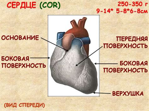 Библейское основание сокрушения сердца