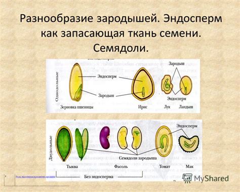 Биологическая роль триплоидного эндосперма