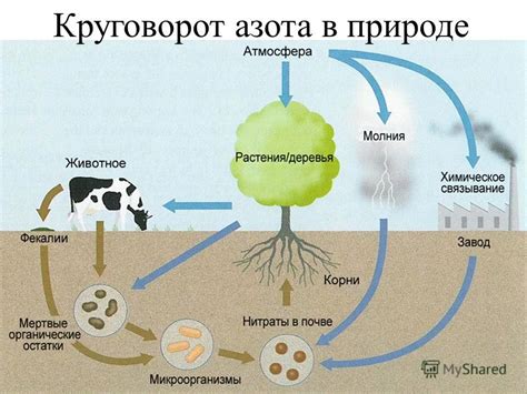 Биологическая роль углерода, водорода и кислорода