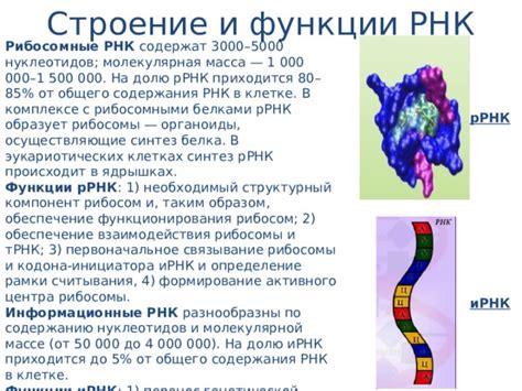 Биологическая функция РНК 150