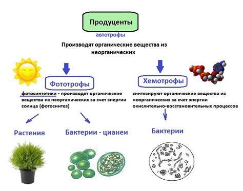 Биологические компоненты экосистемы