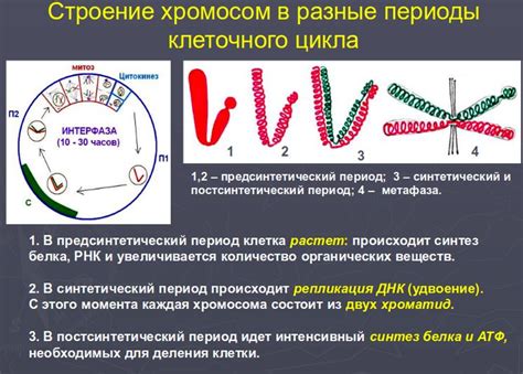 Биологические последствия кратного увеличения числа хромосом