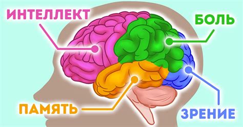 Биологические причины эмоционального перегорания: как работает наш мозг