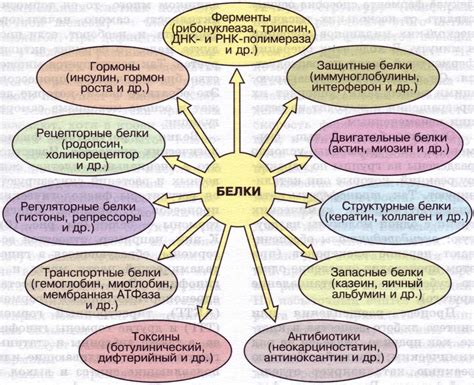 Биологические функции