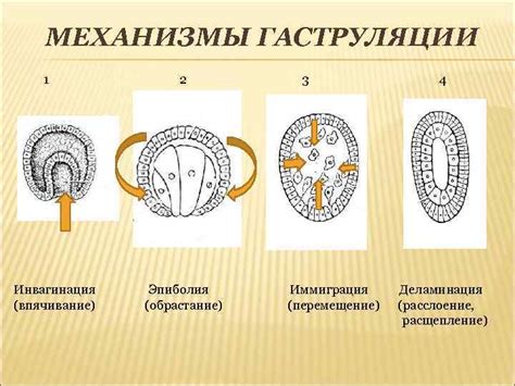 Биологический процесс формирования желточного мешочка