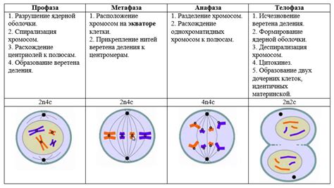 Биологическое значение анатомической пары