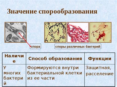 Биологическое значение ореолов у женщин