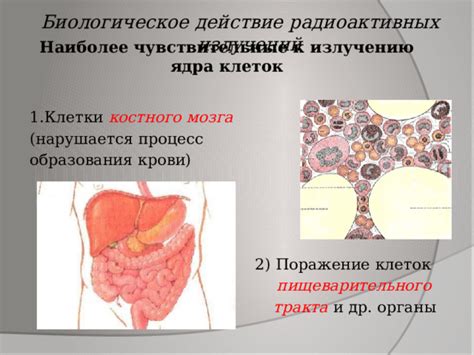 Биологическое разложение мозга