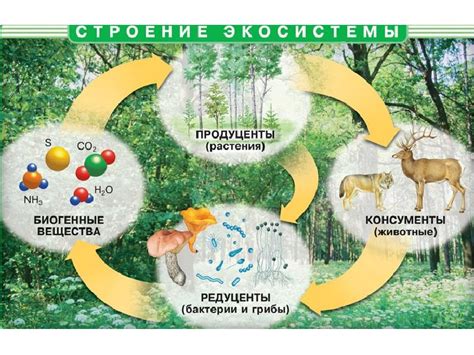 Биология и экология: взаимосвязь