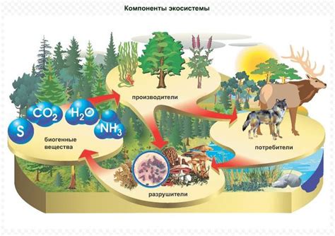 Биоразнообразие и экосистема