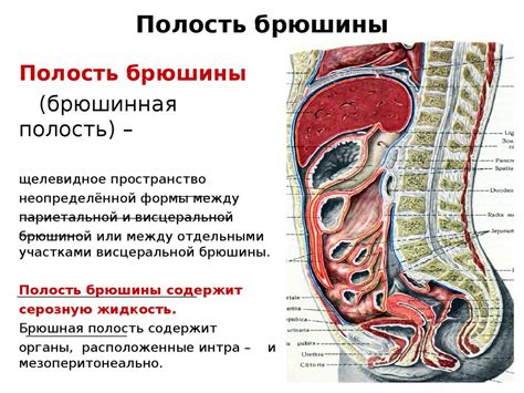 Брюшная сторона: определение и значение