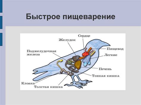 Быстрое пищеварение