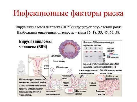 ВПЧ и онкологические заболевания