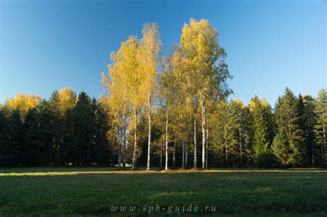 Важная роль белых берез в природе