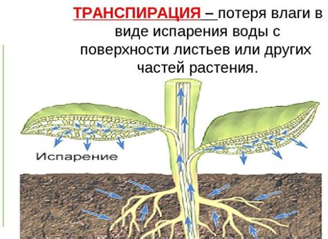 Важная роль транспирации в жизни растения