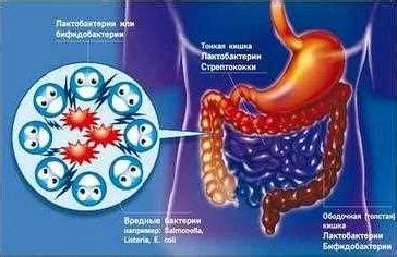 Важность баланса микрофлоры мелкобациллярной для организма