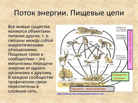 Важность в экосистеме