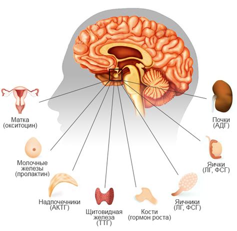Важность гипофиза для работы других органов и систем