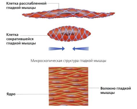 Важность гладкой мускулатуры в организме человека