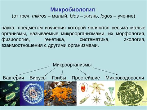 Важность классификации микроорганизмов