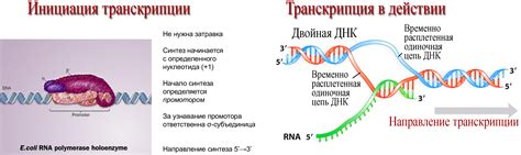 Важность кодирования белков