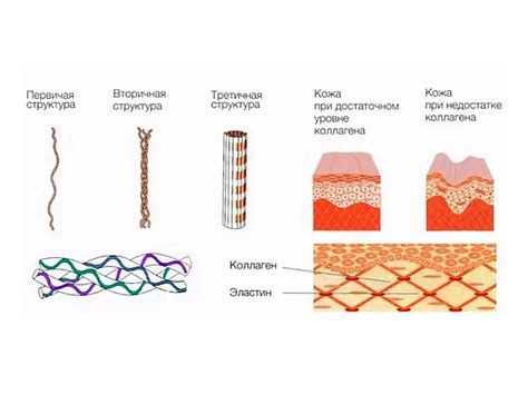 Важность коллагеновых волокон в организме