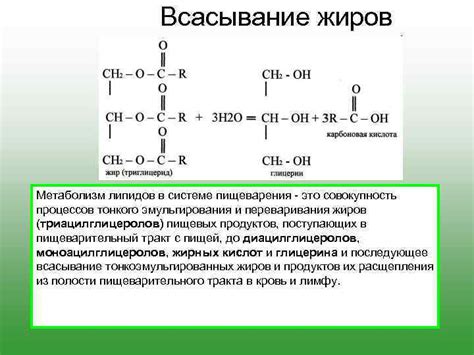 Важность липидов для пищеварения