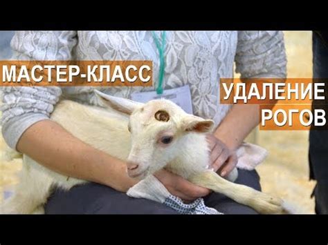 Важность обезроживания коз