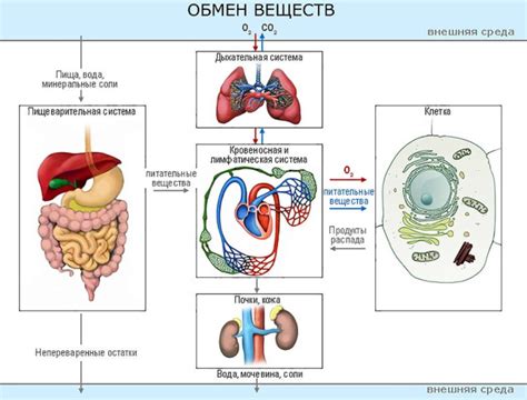 Важность обмена веществ для организма