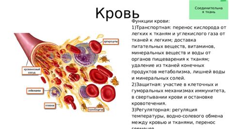 Важность обмена кровью