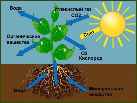 Важность периода вегетации для растений