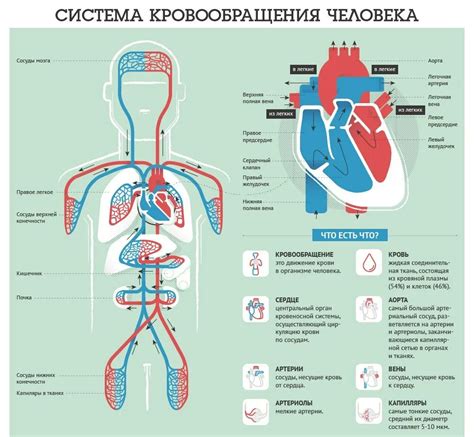 Важность периферического кровоснабжения