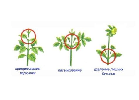 Важность прищипывания цветков