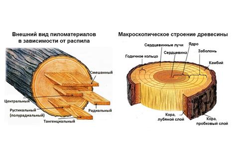 Важность развилки ствола для дерева