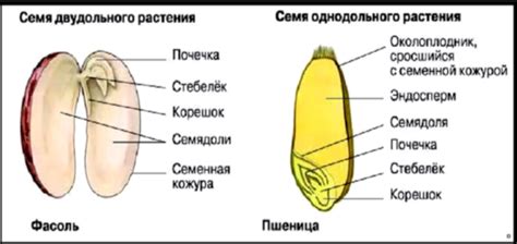 Важность семени для размножения растений