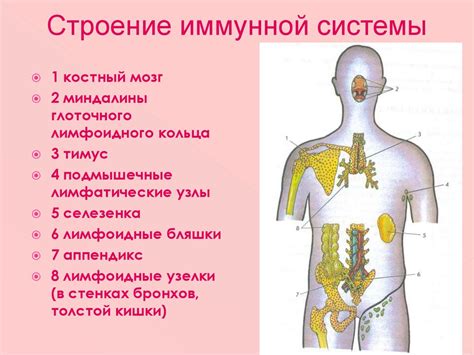 Важность сохраненной структуры лимфоузла для иммунной системы